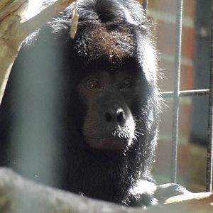 South American Rainforest- Rosario