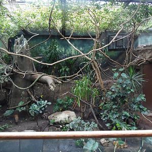 South American Rainforest- Replanted Aviary