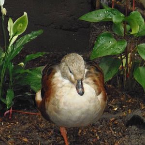 South American Rainforest- Orinoco Goose