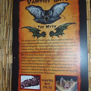 South American Rainforest- New Vampire Bat Signage