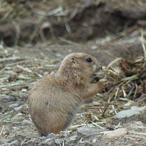 North American Plains- Prairie Dog Pup