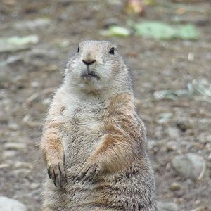 North American Plains- Prairie Dog on the Alert