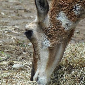 North American Plains- Pronghorn Eating