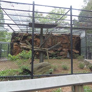 Predators- Leopard Exhibit Construction