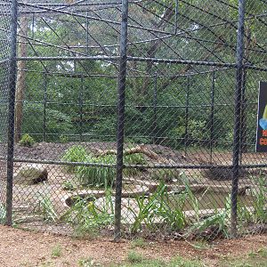 Predators- Leopard Exhibit Construction