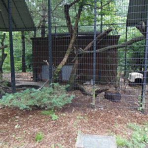 Predators- Canada Lynx Exhibit