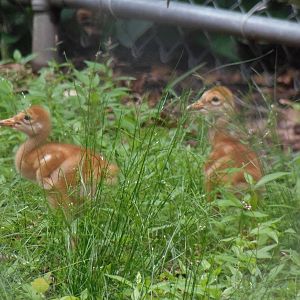 Alligator Alley- Sandhill Crane Chicks