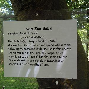 Alligator Alley- Crane Chick Signage