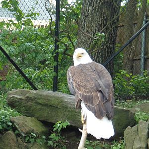 Alligator Alley- Bald Eagle