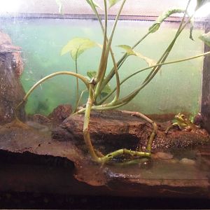 New England Farmyard- Pickerel Frog/Green Frog Exhibit