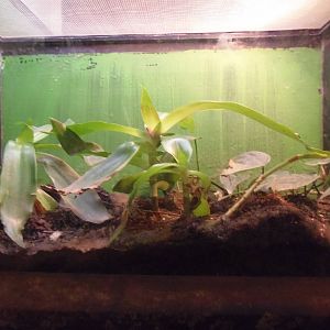 New England Farmyard- American Toad/Wood Frog Exhibit