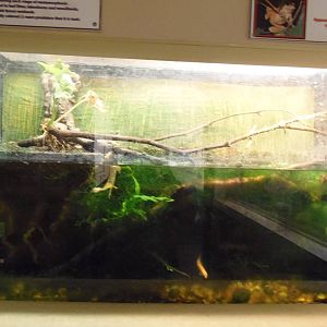New England Farmyard- Newt/Treefrog Exhibit