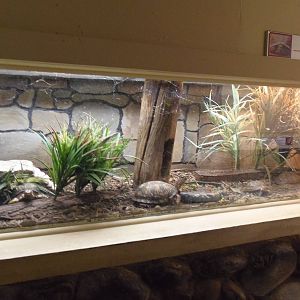 New England Farmyard- Box Turtle Exhibit