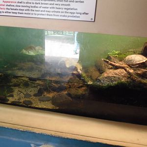 New England Farmyard- Eastern Mud Turtle Exhibit