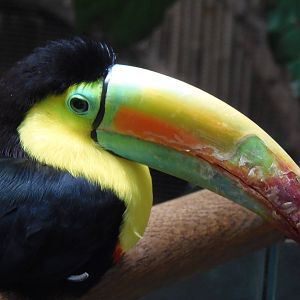 South American Rainforest- Toucan Close-Up