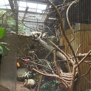 South American Rainforest- Tamarin/Tortoise/Sloth Exhibit