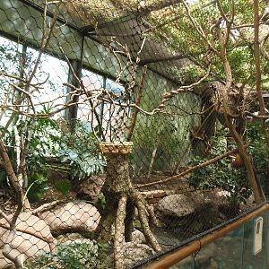 South American Rainforest- Goeldi's Monkey/Agouti Exhibit