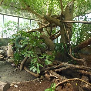 South American Rainforest- Replanted Ocelot Exhibit