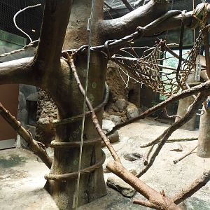 South American Rainforest- White-Faced Saki Exhibit