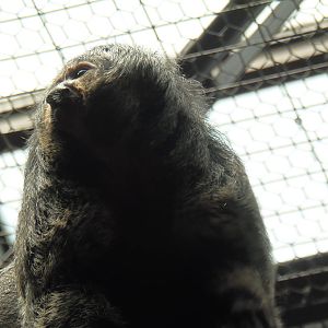 South American Rainforest- Harriet