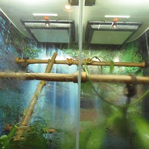 South American Rainforest- Emerald Tree Boa Exhibit