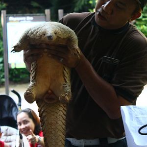 Sunda Pangolin