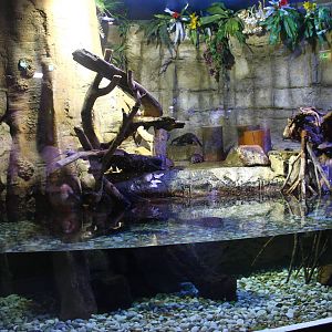 Underwater Zoo - Asian Small Clawed Otter exhibit