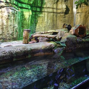 Underwater Zoo - Nutria exhibit