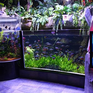 Underwater Zoo - Piranha and Discuss exhibits