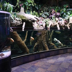 Underwater Zoo - Asian exhibit