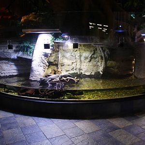 Underwater Zoo - African Dwarf Crocodile exhibit
