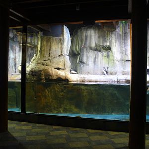 Underwater Zoo - Humboldt Penguin exhibit