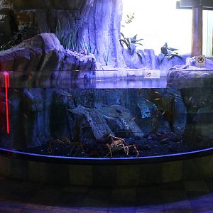 Underwater Zoo - Giant Spider Crab exhibit