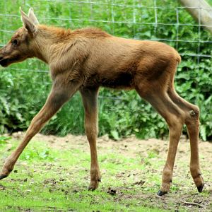 Young moose; Whipsnade; 8th June 2013