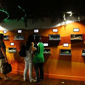 Underwater Zoo - Native species exhibit