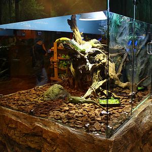 Underwater Zoo - Green Iguana exhibit
