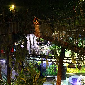 Underwater Zoo - Canopy Walkway