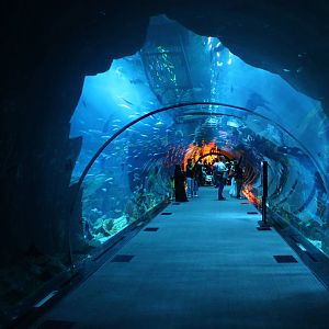 Aquarium - Tunnel