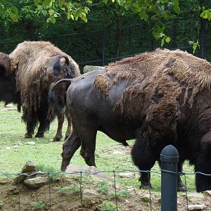 North American Plains- Bison