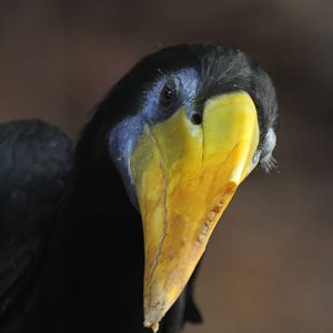 Another Hornbill ID Please