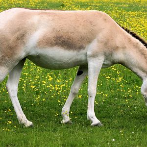 Onager;Whipsnade; 8th June 2013