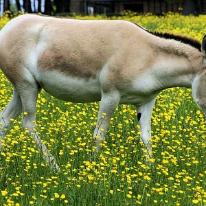 Onager;Whipsnade; 8th June 2013