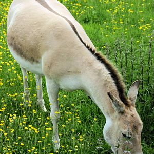Onager (showing dorsal stripe);Whipsnade; 8th June 2013