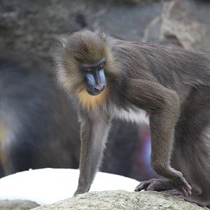 Mandrill, April 2013