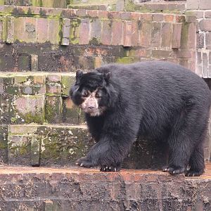 Spectacled bear, April 2013