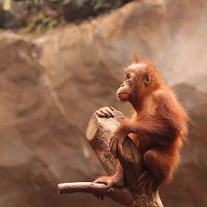 Sumatran orang utan; April 2013