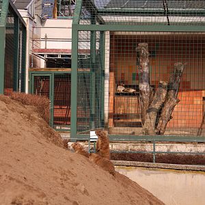 Prairie dog enclosure, April 2013