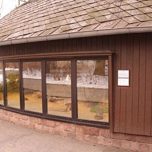 Lesser mara house, April 2013