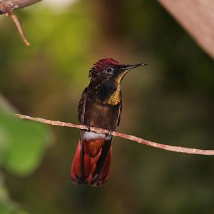 Ruby topaz, April 2013