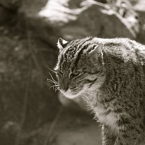Fishing cat, May 2013